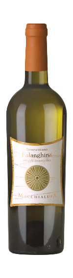 Macchialupa • 2023